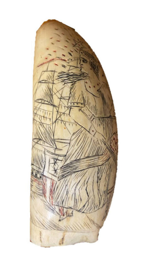 Scrimshaw Walrus Tusk